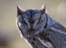  Elf Owl (Micrathene whitneyi)